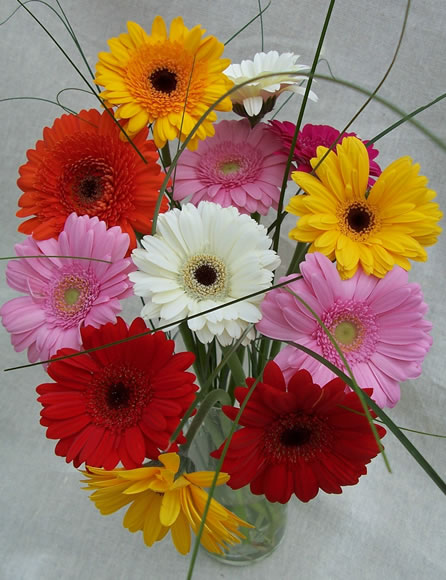 Unbranded Dozen Gerbera Bouquet