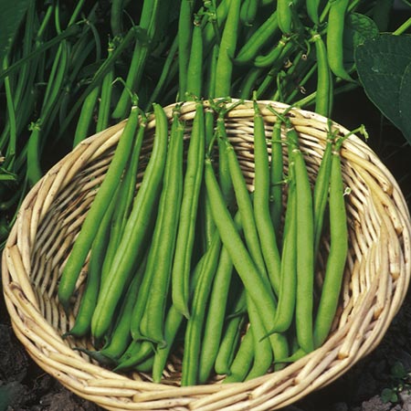 Unbranded Dwarf French Bean Ferrari Plants Pack of 5 Pot