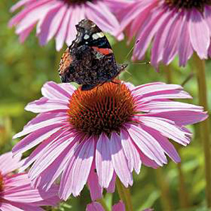 Pink Parasol has stunning  large  deep purplish-pink blooms  with contrasting orange cones standing 