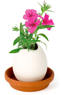 Unbranded Egglings (Petunia)