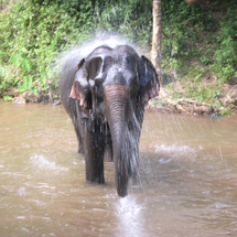 Elephants at Work - Adult