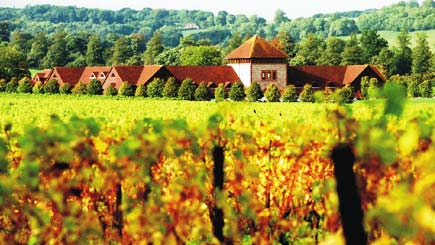 Unbranded English Vineyard Wine Workshop