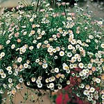 Unbranded Erigeron Profusion Seeds