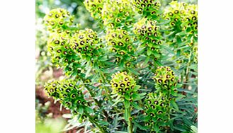 Aptly named Black Pearl boasts a prominent black eye in the centre of each bloom. These superb plants look great all year round and are very easy to grow. Theyre fully hardy and are tolerant of heat and drought. Flowers March-May. Height 80cm (32); s