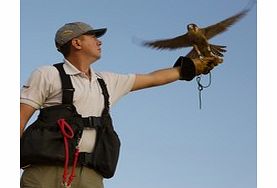 Explore the Dubai desert in either a 1950s Land Rover or in a luxurious Mercedes G-Wagon and discover the native creatures that can be found in the Dubai Desert Conservation Reserve. Spend some time learning about falconry and take the opportunity to