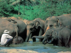 Unbranded Family holiday to Sri Lanka