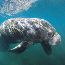 Unbranded Florida Adventure Tour - Swim Where the Manatees