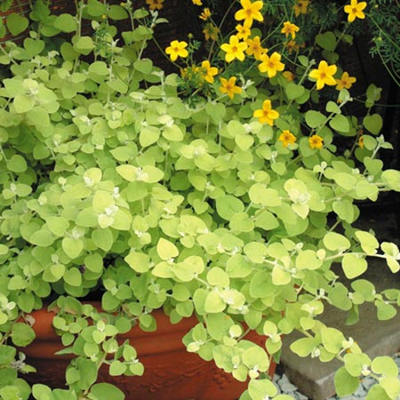 Unbranded Foliage Plant - Helichrysum Gold Pack of 6 Pot