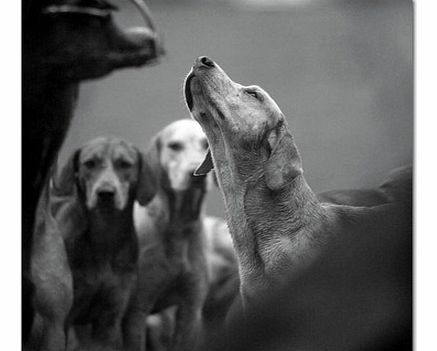 Foxhound Hunting Greetings Card with SoundThis is a totally unique greetings card, which features a gorgeous black and white image of foxhounds on the front by Charles Sainsbury-Plaice and on the reverse, you will find factual information about the w