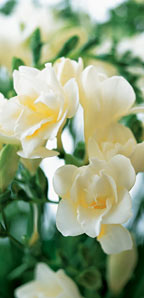 Freesias- Box of 30- White