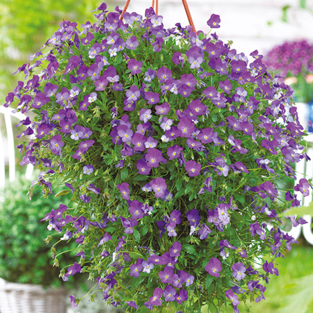 Unbranded Friolina Cascadiz - BLUE Pack of 6 Pot Ready
