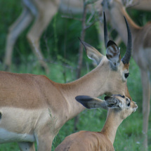 Unbranded Full Day Kruger National Park Game Drive - Child