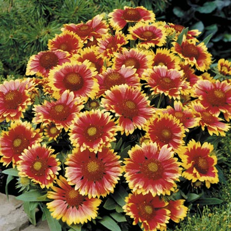 Unbranded Gaillardia Arizona Sun Plants Pack of 16 Plug