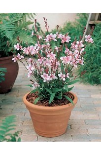 Gaura have beautiful white 