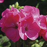 Unbranded Geranium Infiniti Series Rose F1 Seeds 423739.htm
