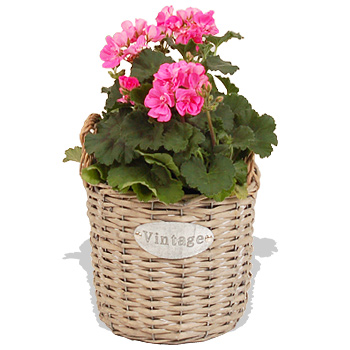 Unbranded Geranium Planter - flowers