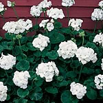 Unbranded Geranium Vista Series Seeds - White 145063D.htm
