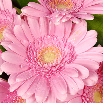 Unbranded Gerbera Gem - flowers