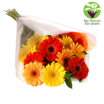 Unbranded Gerbera Gift Wrap - flowers