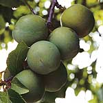 Taken from an ancient greengage hedge on Ray Mannings` fruit farm at Willingham near Cambridge (home