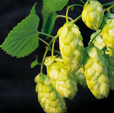 Unbranded HALLERTAUER HERSBRUCKER HOPS 100GM