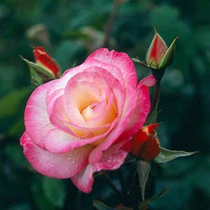 Unbranded Handel - Climbing Rose ** AUTUMN PRE ORDER ONLY **