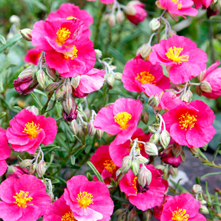 Unbranded Helianthemum Ben Hope Plants Pack of 3 Potted