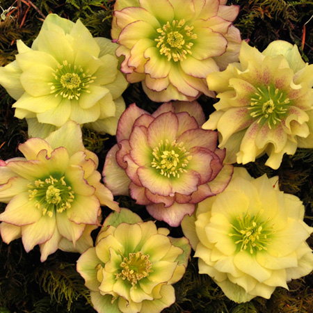 Unbranded Helleborous Golden Lotus Pack of 3 Potted Plants