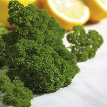 Unbranded Herb Parsley Moss Curled 2 Plants Pack of 6 Pot