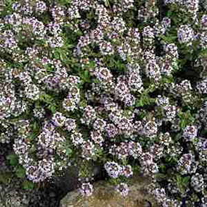 Unbranded Herb Thyme Orange Scented Seeds