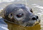 Hunstanton SEA LIFE Sanctuary Entry in March 2008