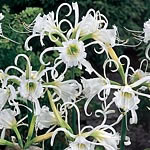 Large  sweetly-scented  white blooms  each having a central cone surrounded by lovely spiralling  re