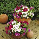 Unbranded Impatiens Merlot Mixed Miniplants 479911.htm