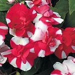 Unbranded Impatiens Tutu Red Bicolour Seeds 411694.htm