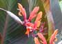   Showy, bright red-orange, iris-like flowers on l