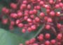 Japanese Skimmia (male)