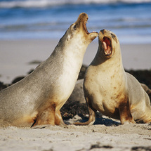 Kangaroo Island