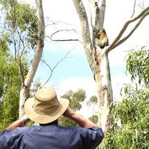 Unbranded Koalas and Kangaroos In the Wild - Small Group