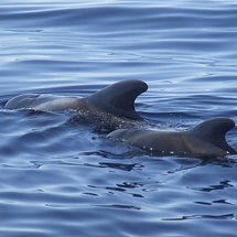 Unbranded Lady Shelley Whale Watching Cruise - Adult