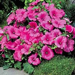 A magnificent early-flowering duo with a vigorous  uniform growth habit and multi-branching stems fo