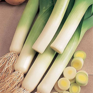 Leek Lyon