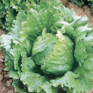 Unbranded Lettuce Jefferson Iceberg Seeds