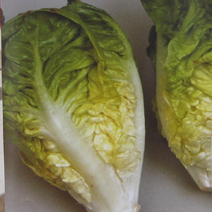 Unbranded Lettuce Tintin Seeds