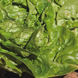 Unbranded Lettuce Winter Gem Seeds