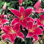Unbranded Lily Stargazer