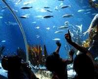 Unbranded Loch Lomond Aquarium SEA LIFE - 48hr Sale Senior