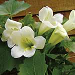 Unbranded Lofos Summer Cream Plants 487911.htm