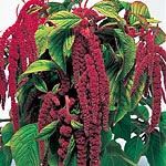 Long  drooping tassels of deep crimson. Impressive grown as single specimens. HA - Hardy Annual. Hei