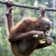 Mangrove Forest and Orang Utan Experience - Adult