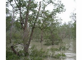 Unbranded Mangrove Swamp Cruise - Child